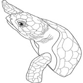 Turtle Coloring Pages 7