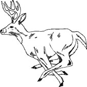 Deer Coloring Pages 1