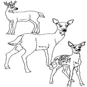 Deer Coloring Pages 2