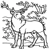 Deer Coloring Pages 4
