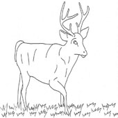 Deer Coloring Pages 7