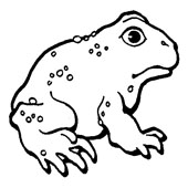 Frog Coloring Page 7