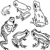Frog Coloring Page 10