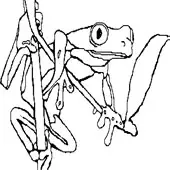 Frog Coloring Page 11