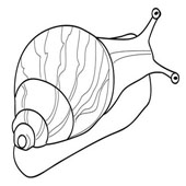 Snail Coloring 10