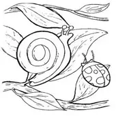 Snail Coloring 12